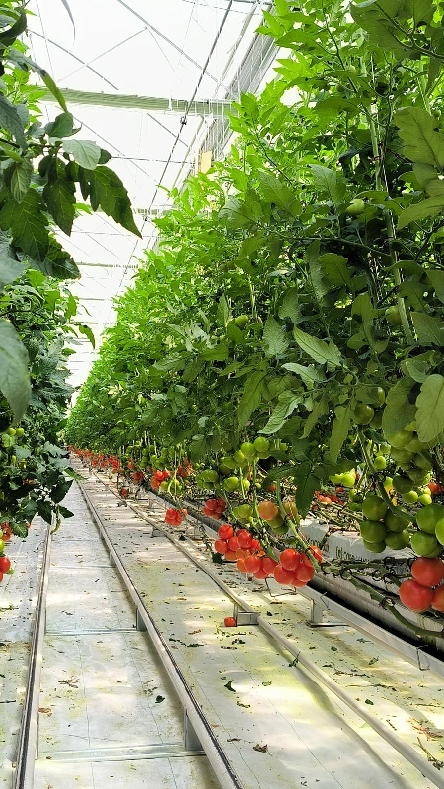 Serada sağlıklı domates bitkileri